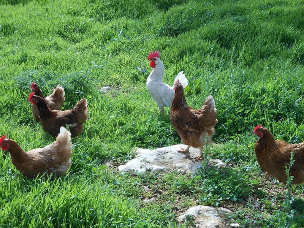 Agriturismo Masseria Casedde Vecchie Βίλα Μαρτίνα Φράνκα Εξωτερικό φωτογραφία