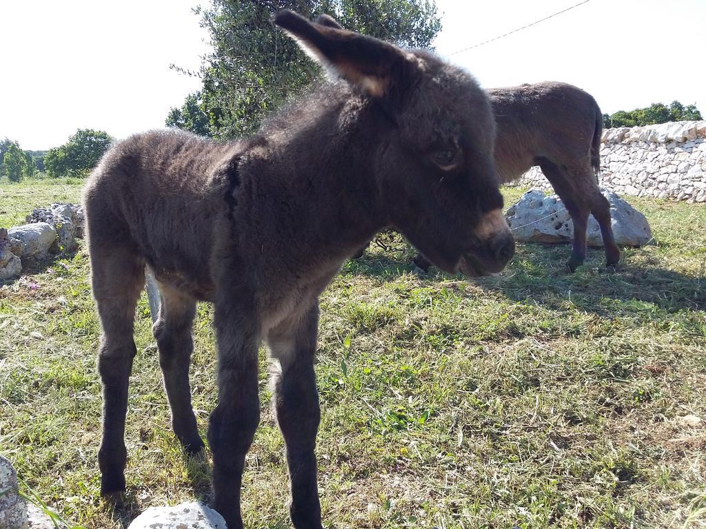 Agriturismo Masseria Casedde Vecchie Βίλα Μαρτίνα Φράνκα Εξωτερικό φωτογραφία